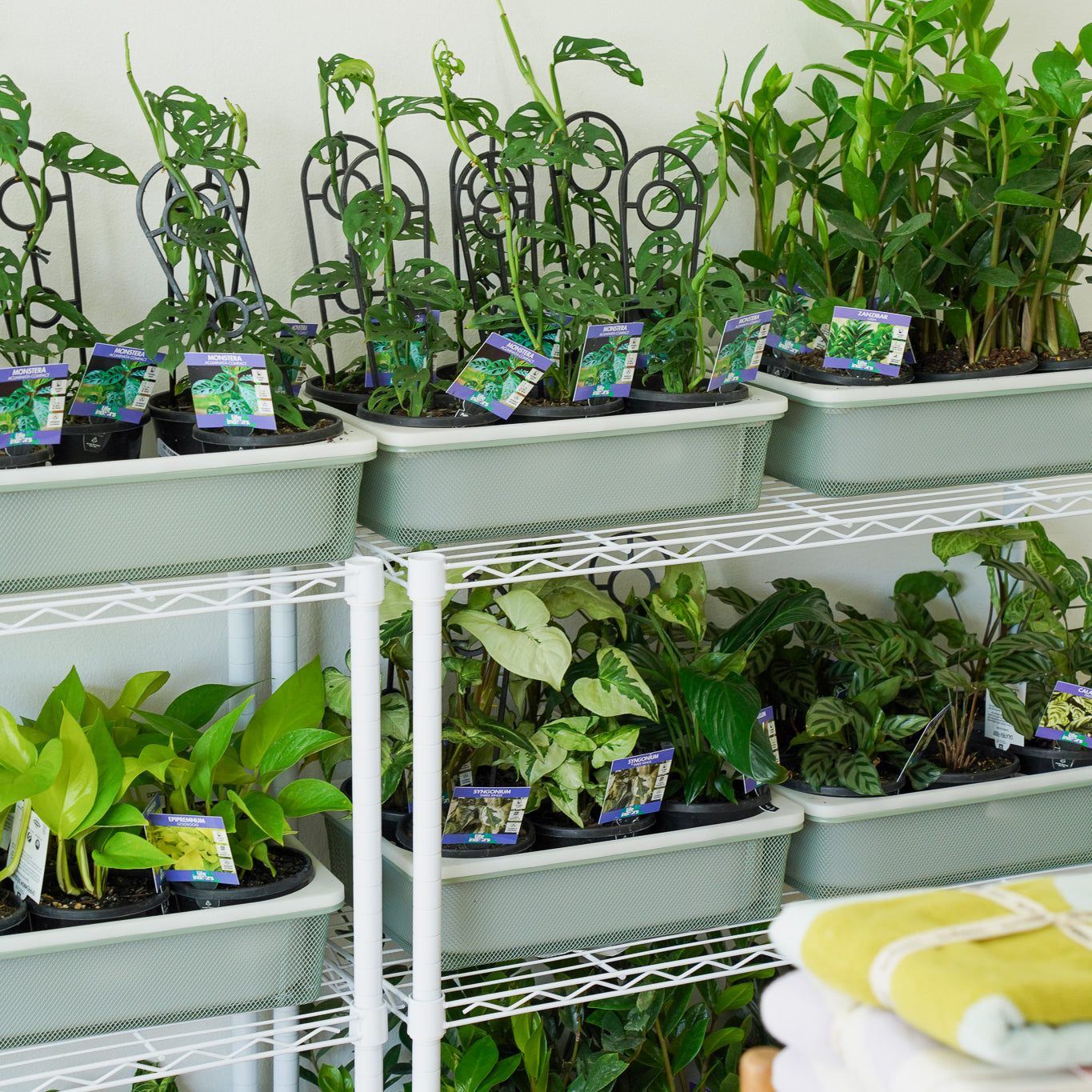 Plants on a shelf ready for delivery by Poppy Rose Flowers Brisbane