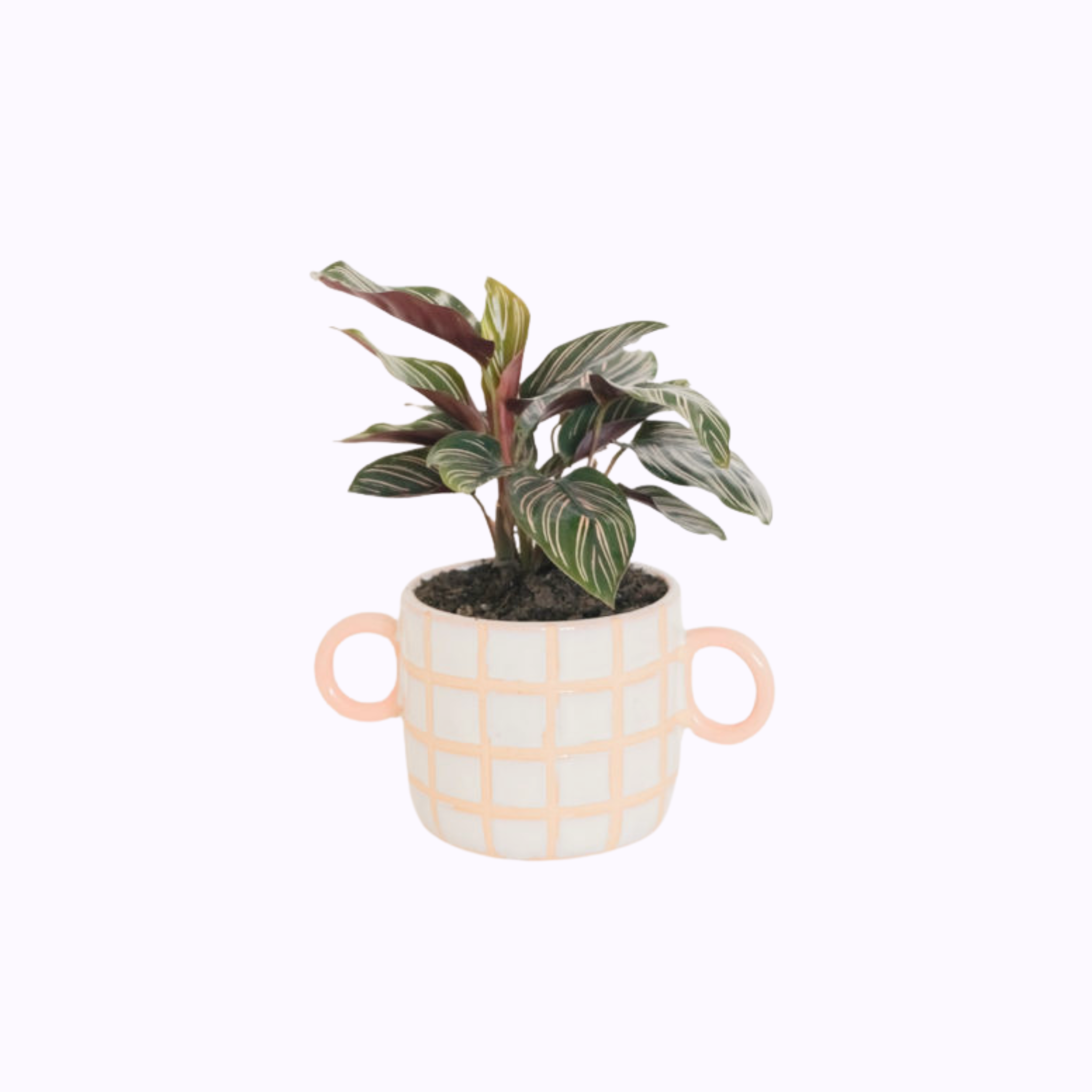 Calathea Beauty Star - Poppy Rose Plant Delivery Brisbane