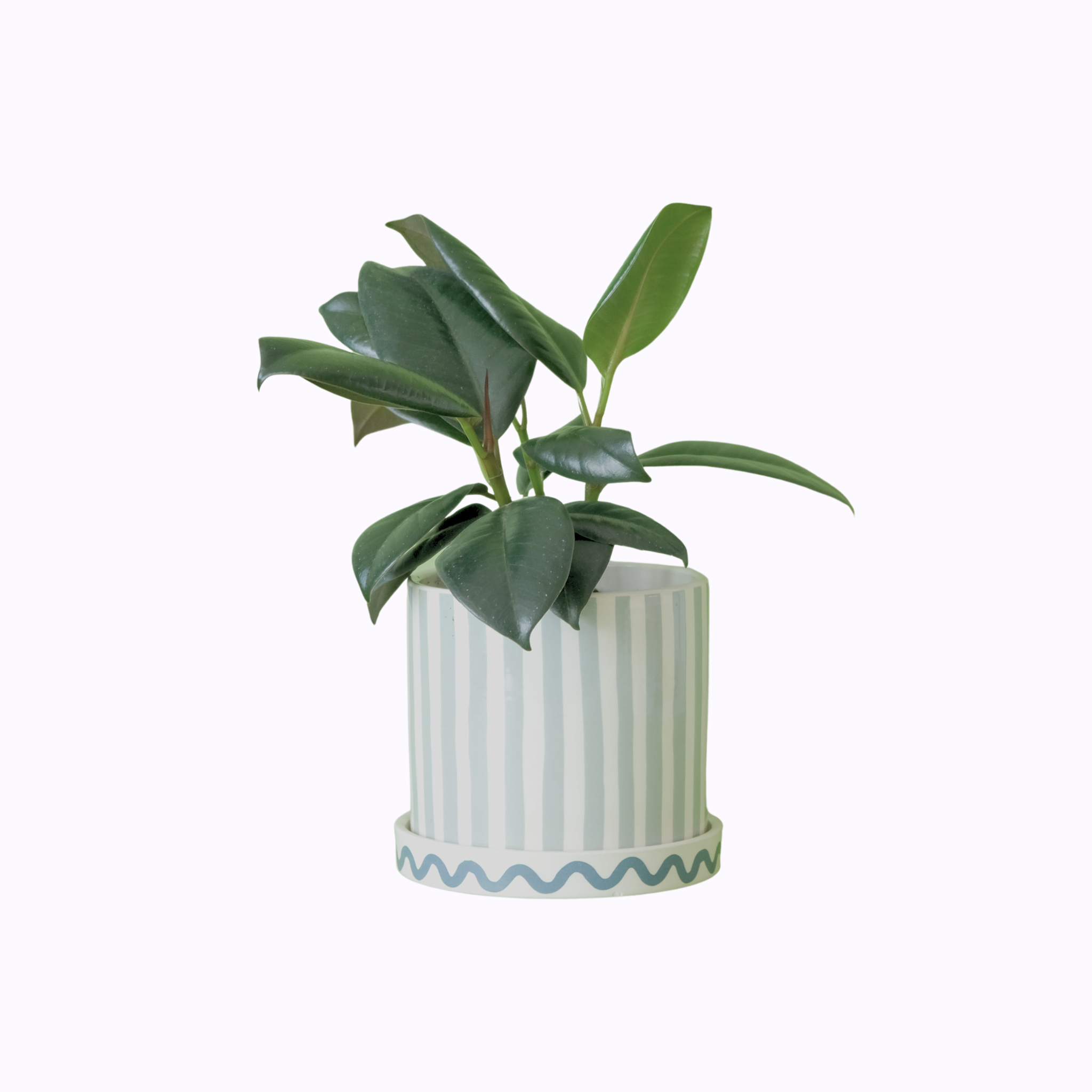 Ficus Rubber Plant - Poppy Rose Plant Delivery Brisbane