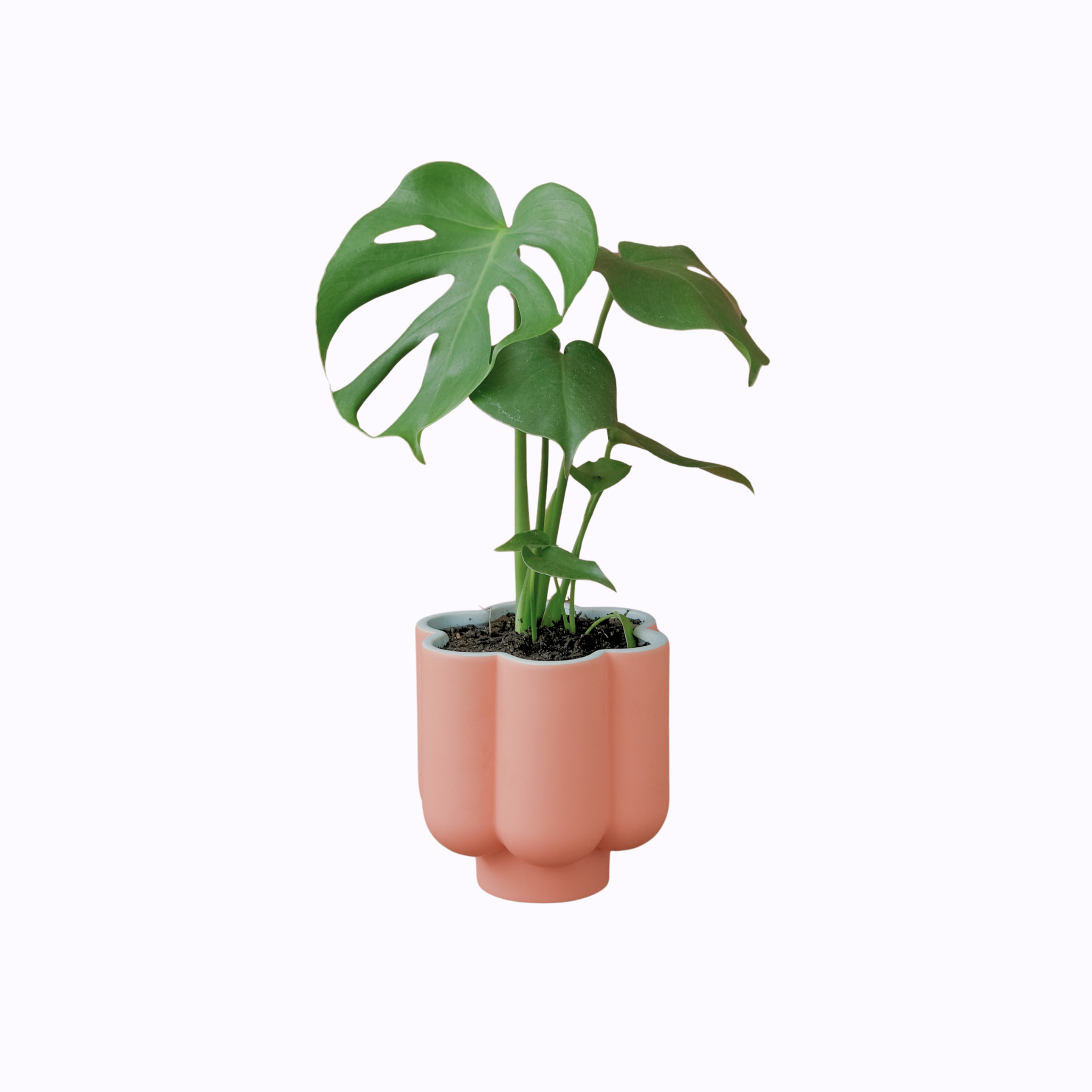 Monstera Deliciosa - Poppy Rose Plant Delivery Brisbane