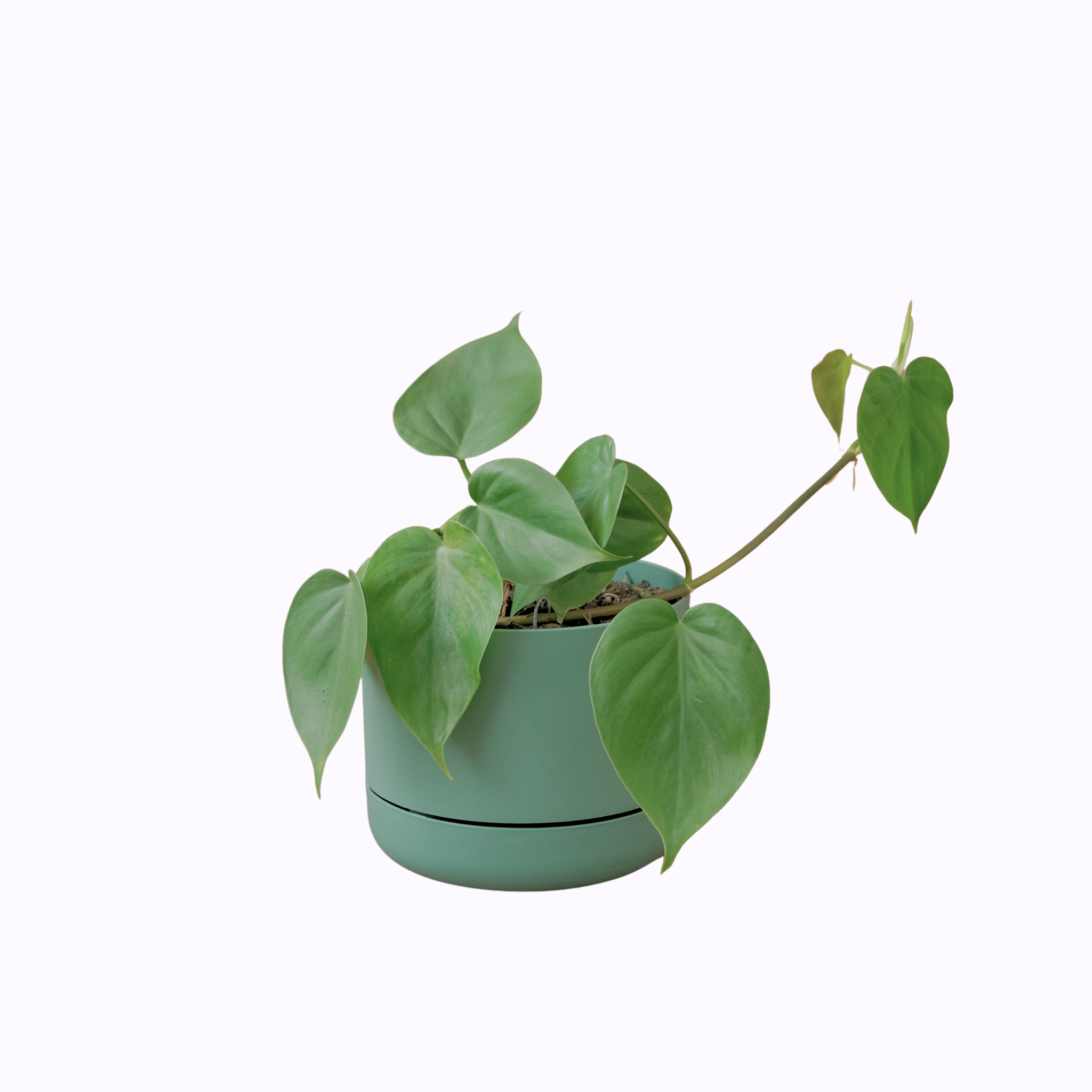 Philodendron Heart Leaf - Poppy Rose Plant Delivery Brisbane