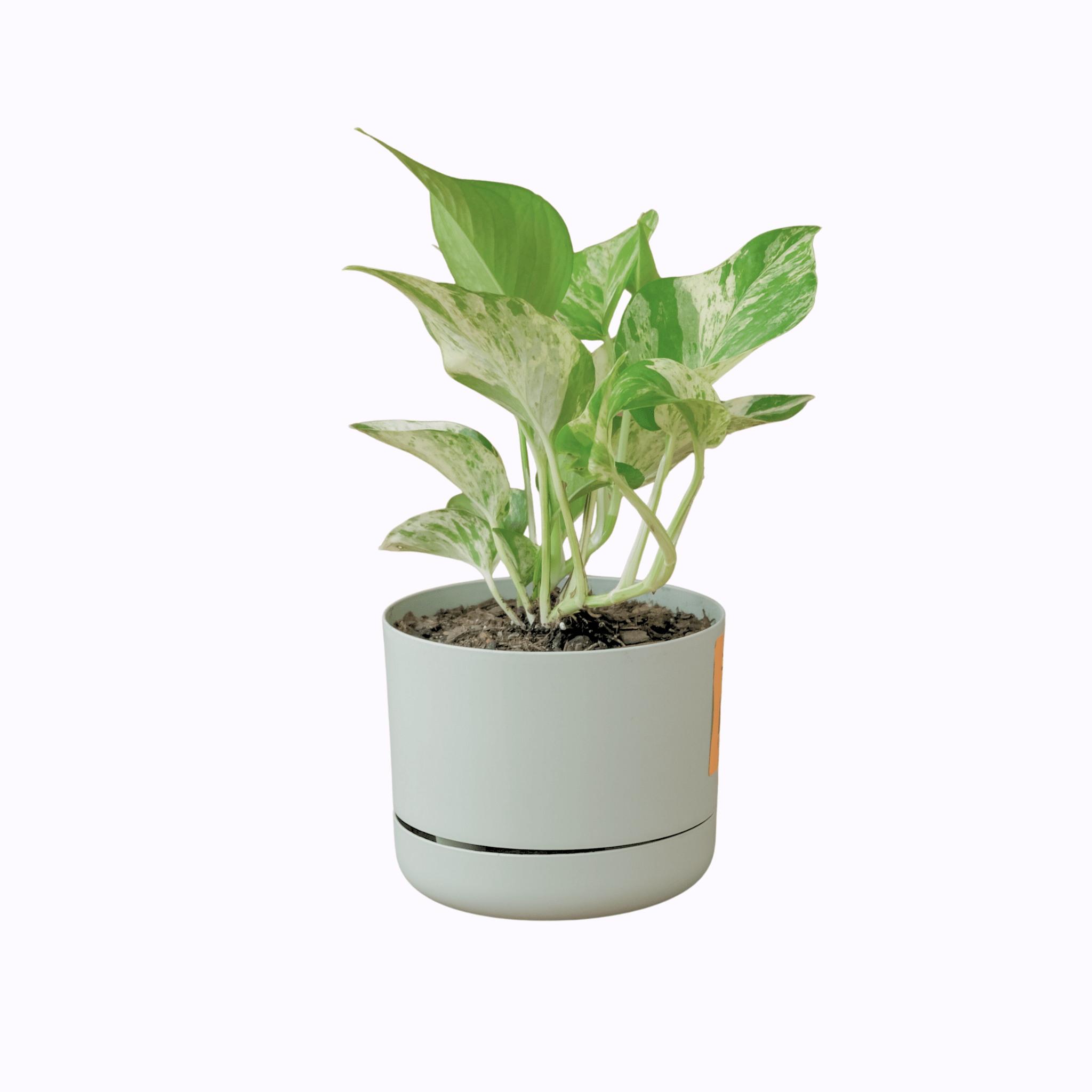 Pothos - Poppy Rose Plant Delivery Brisbane