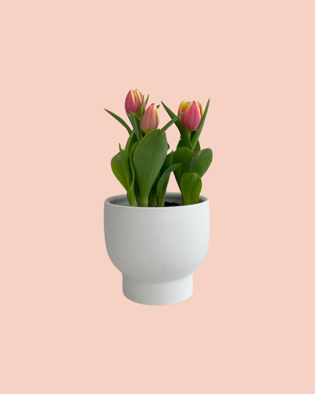 Potted Tulip Plant - Mother's Day - Poppy Rose - Poppy Rose Flowers Brisbane
