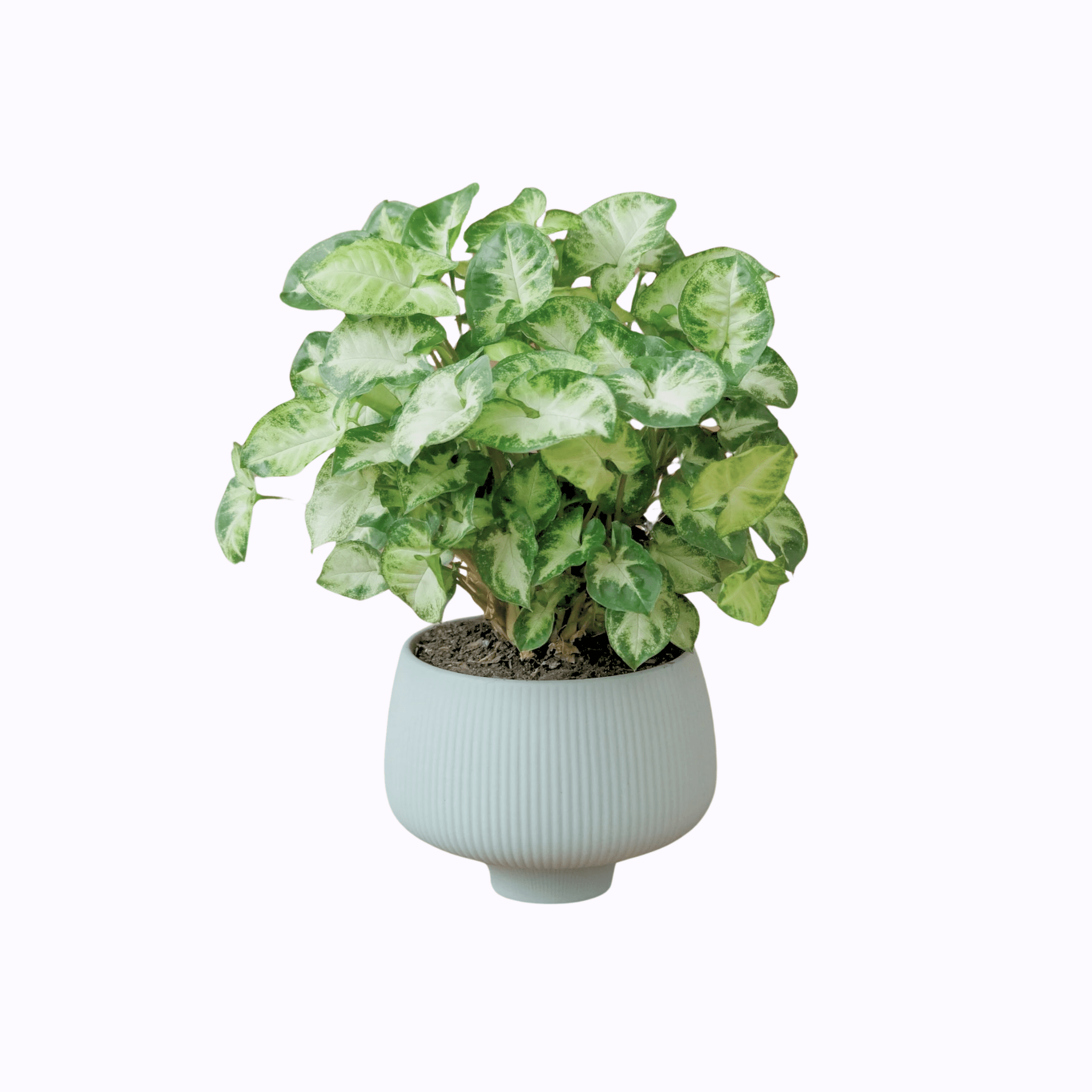 Syngonium Black Panther - Poppy Rose Plant Delivery Brisbane