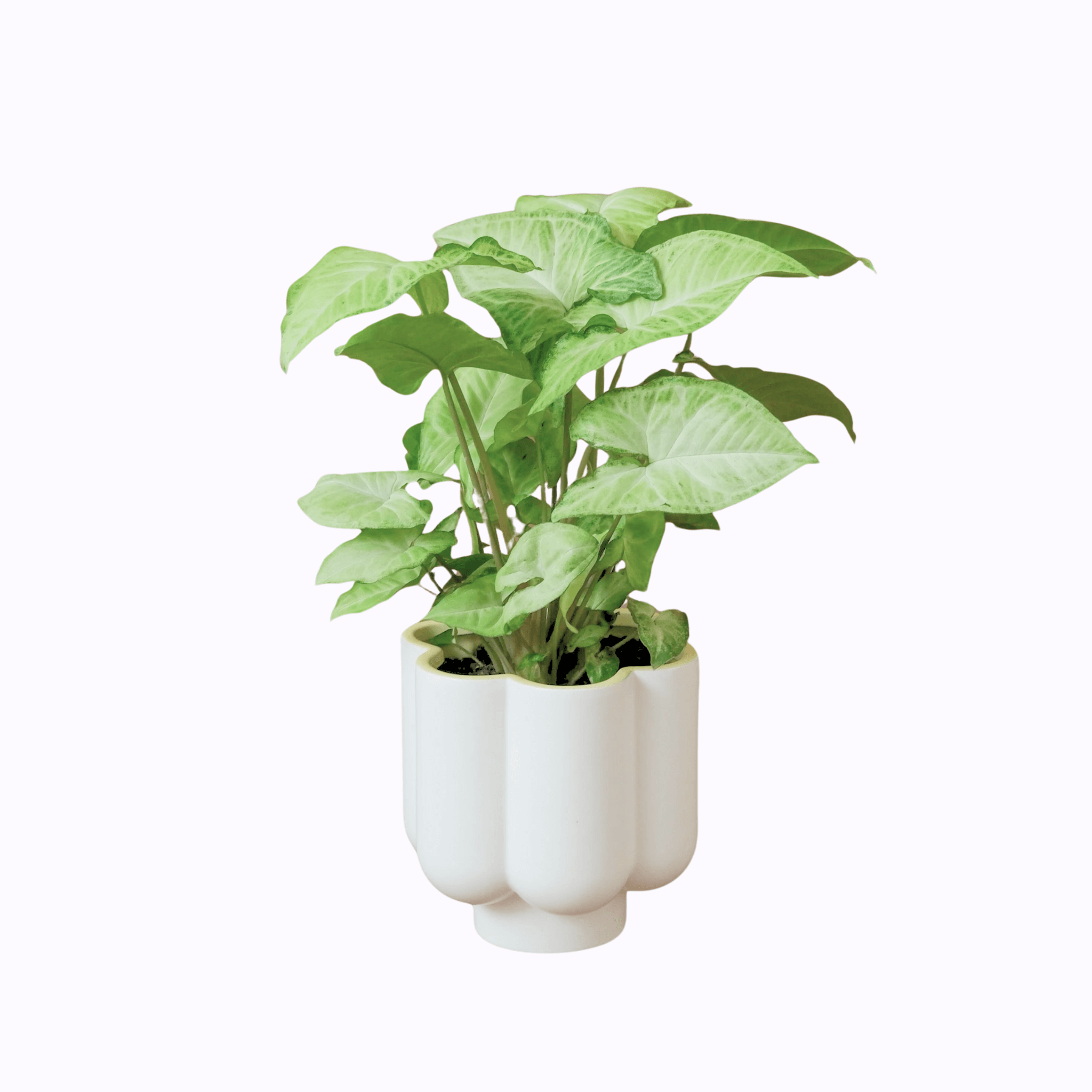 Syngonium - Poppy Rose Plant Delivery Brisbane