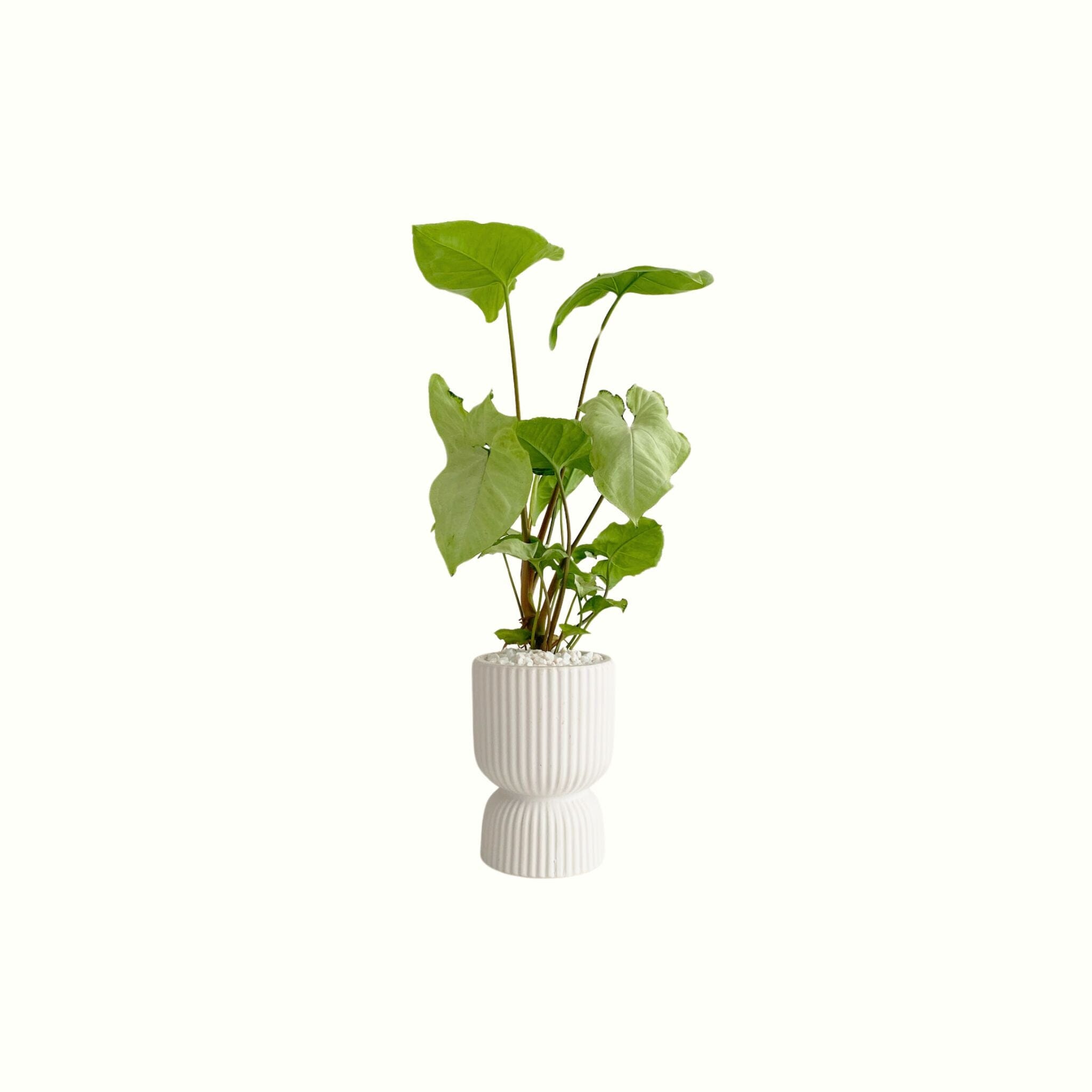 Syngonium Holly in Claire Planter - Poppy Rose - Poppy Rose Flowers Brisbane