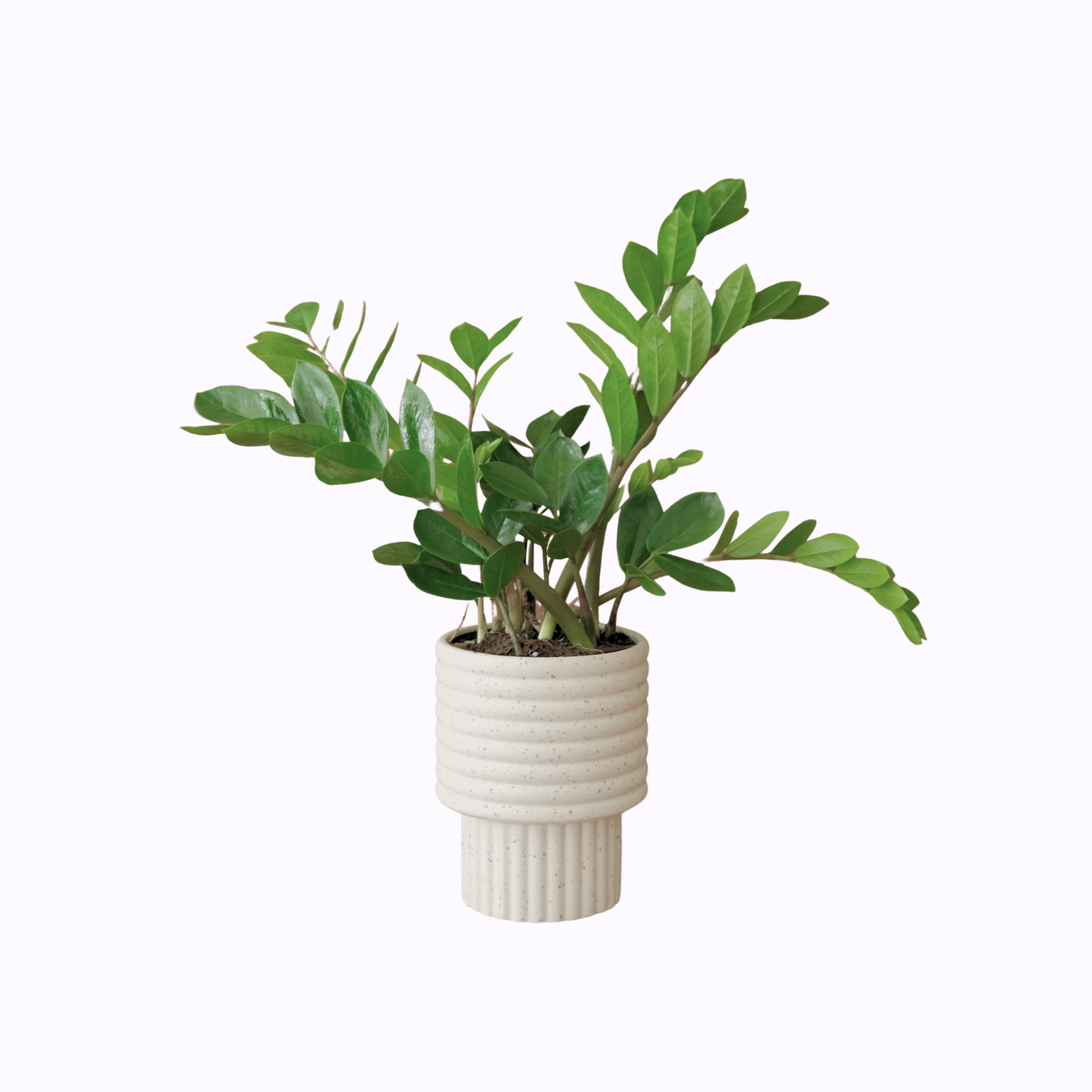 Zanzibar - Poppy Rose Plant Delivery Brisbane