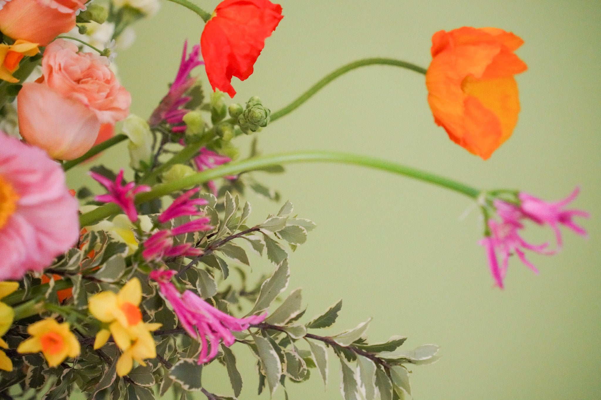 Pink and Orange flowers on a green background at Poppy Rose in Brisbane