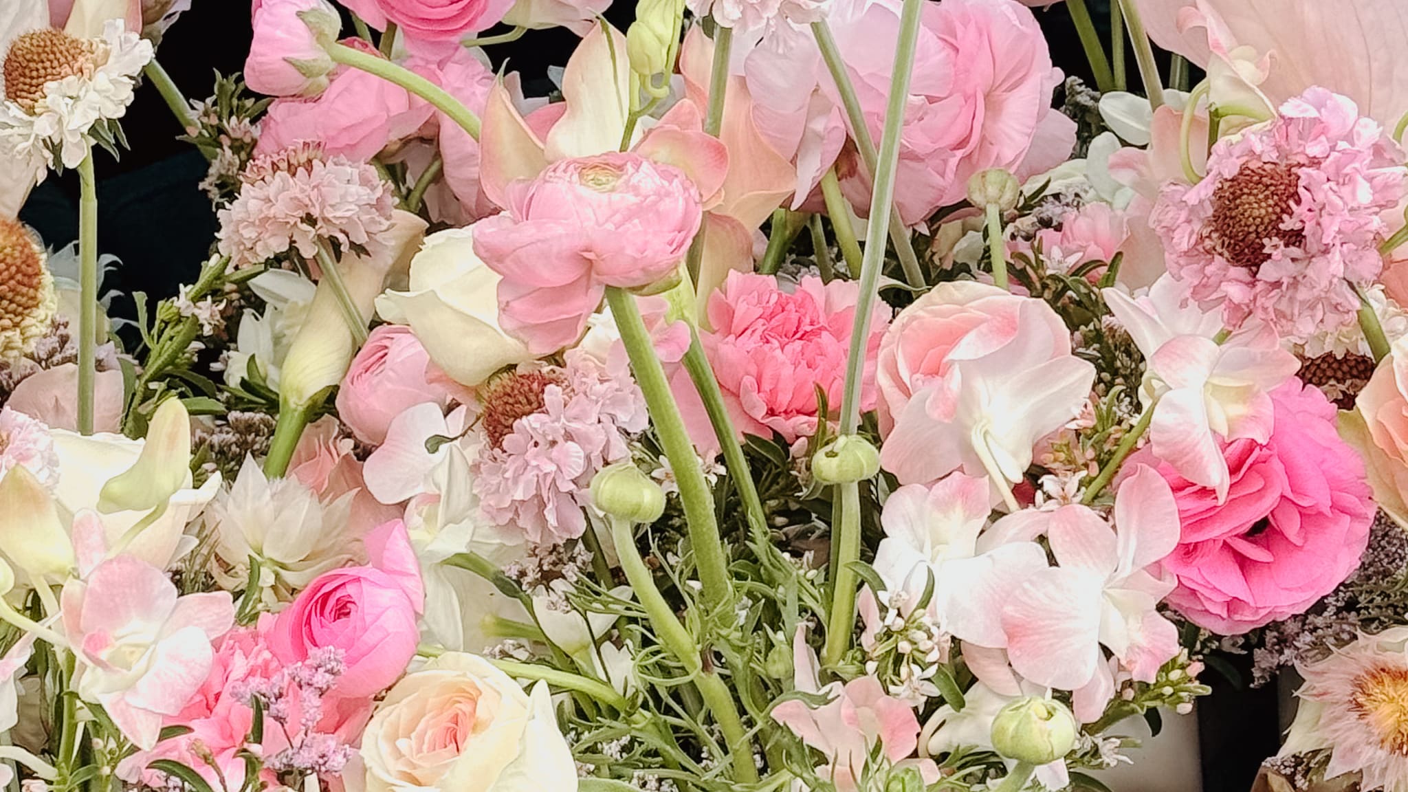 Pink and White Flowers from poppy Rose in Brisbane