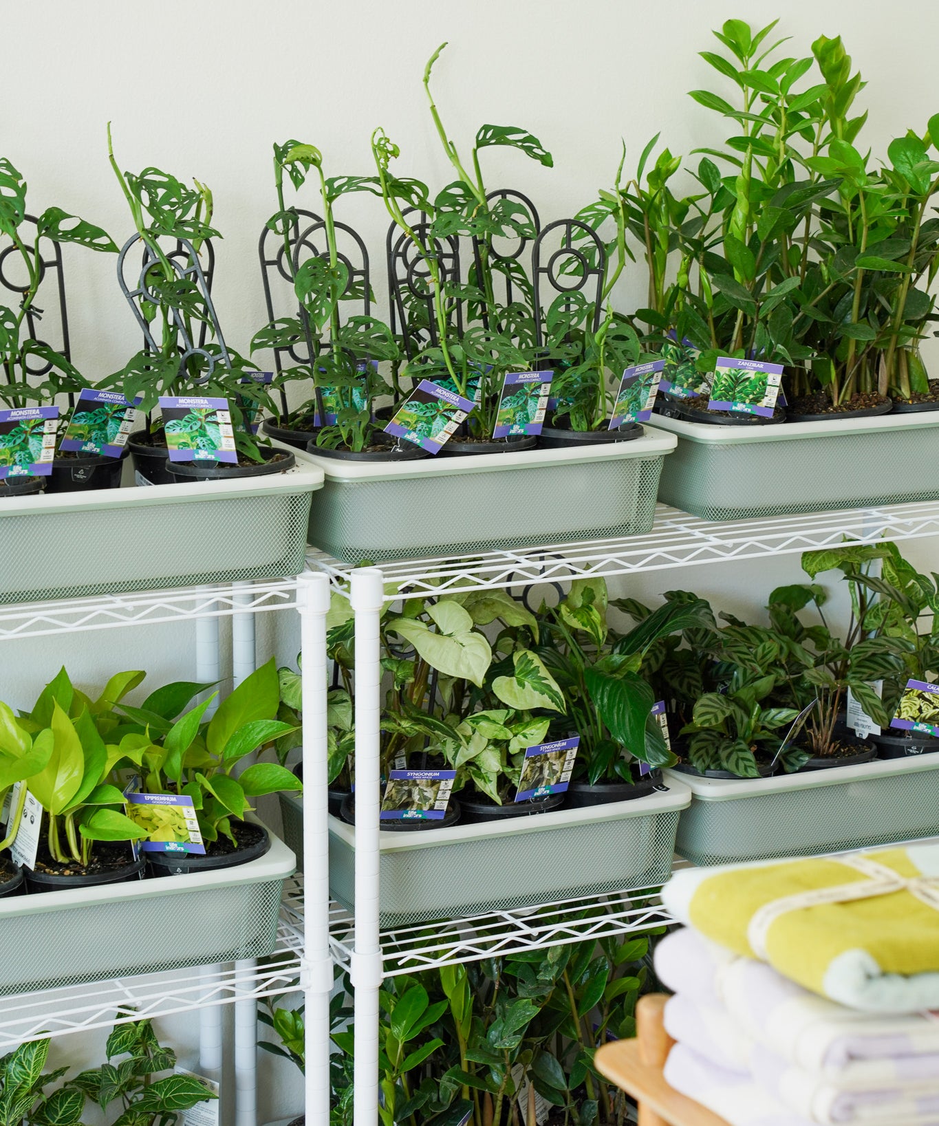 Plants on a shelf ready for delivery by Poppy Rose Flowers Brisbane