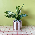 Aglaonema in Mini Rayas Striped Pot - Poppy Rose - Poppy Rose Flowers Brisbane