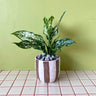 Aglaonema in Mini Rayas Striped Pot - Poppy Rose - Poppy Rose Flowers Brisbane