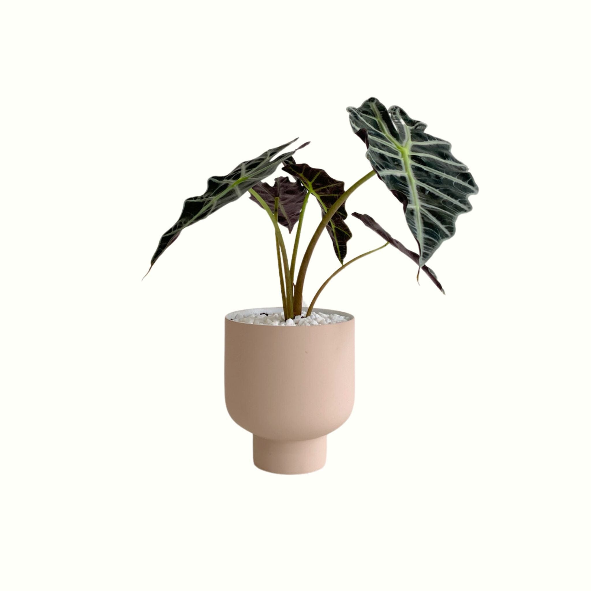 Alocasia in Nude Pot - Poppy Rose - Poppy Rose Flowers Brisbane