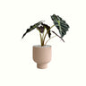 Alocasia in Nude Pot - Poppy Rose - Poppy Rose Flowers Brisbane