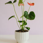 Anthurium in Capra Pot - Poppy Rose - Poppy Rose Flowers Brisbane