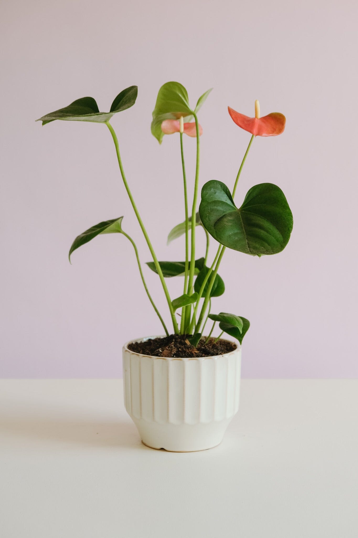 Anthurium in Capra Pot - Poppy Rose - Poppy Rose Flowers Brisbane