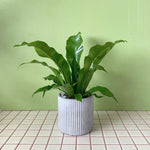 Asplenium in Amelia Pot - Poppy Rose - Poppy Rose Flowers Brisbane