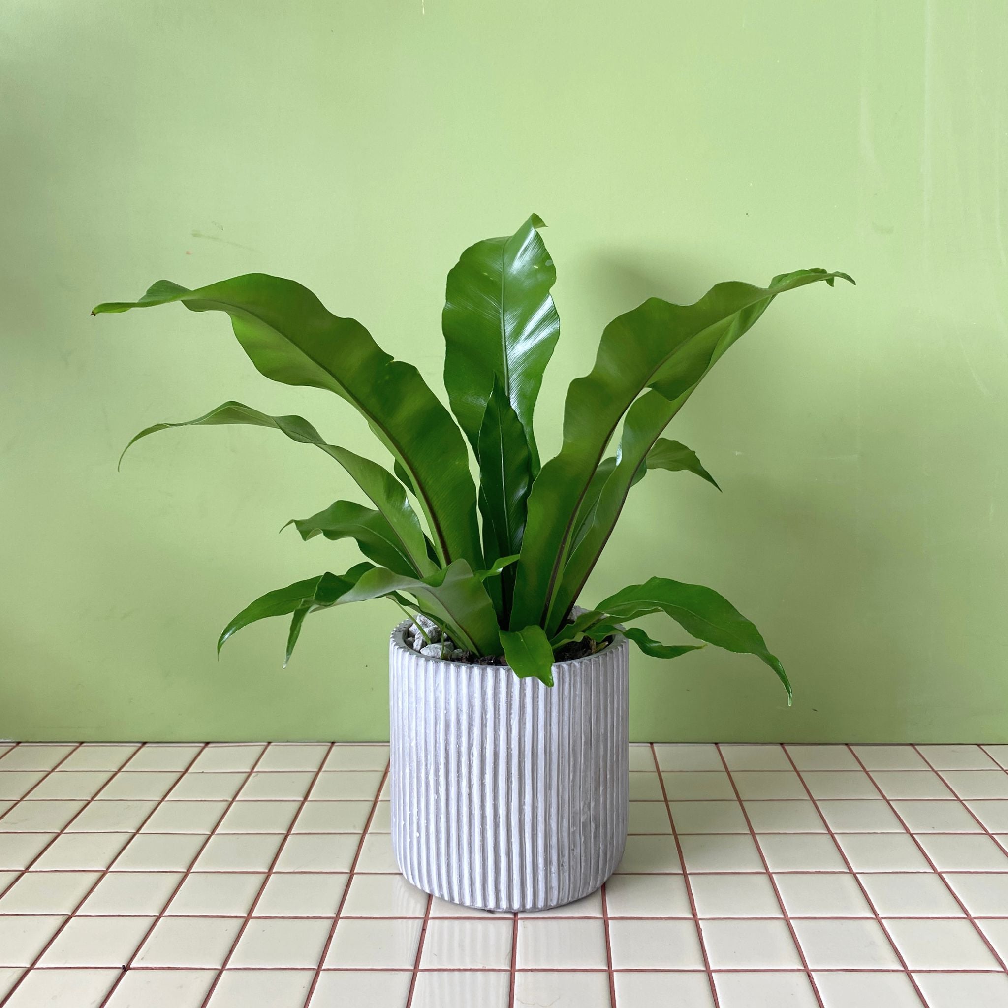 Asplenium in Amelia Pot - Poppy Rose - Poppy Rose Flowers Brisbane