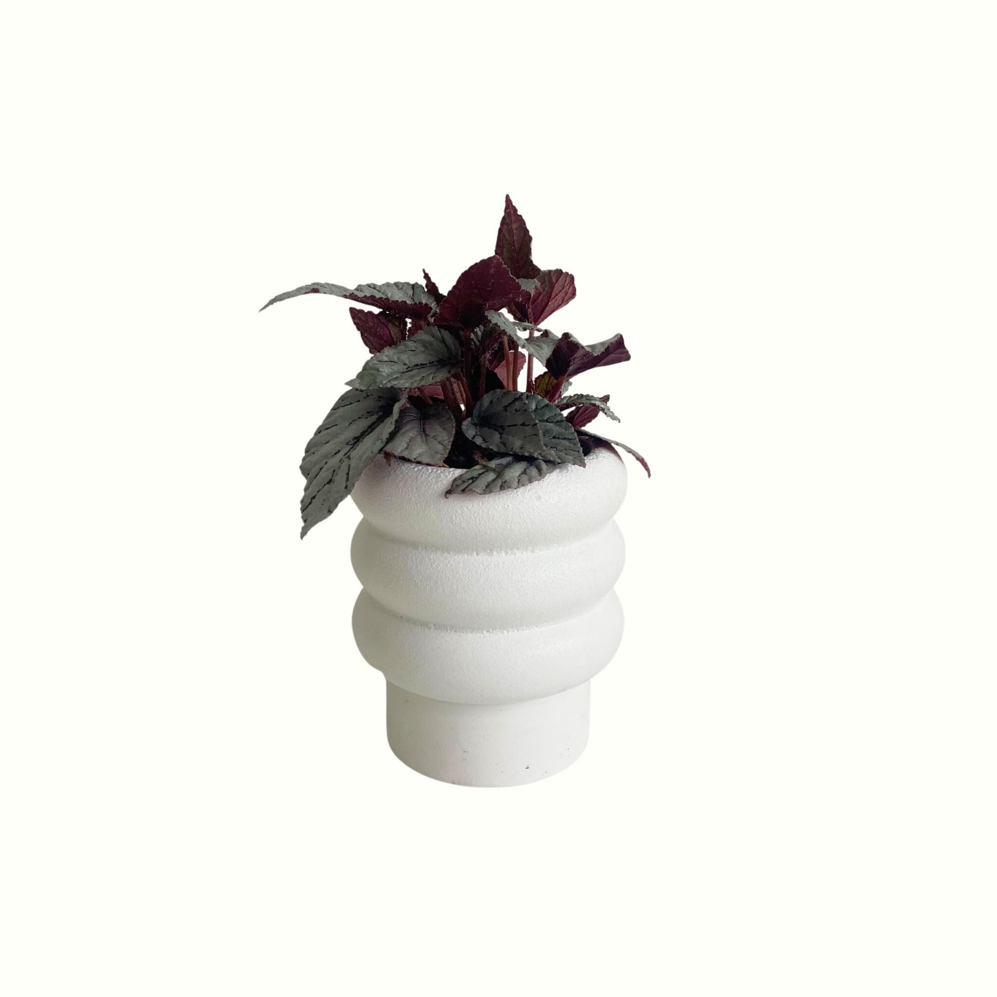 Begonia in Snow Pot - Poppy Rose - Poppy Rose Flowers Brisbane
