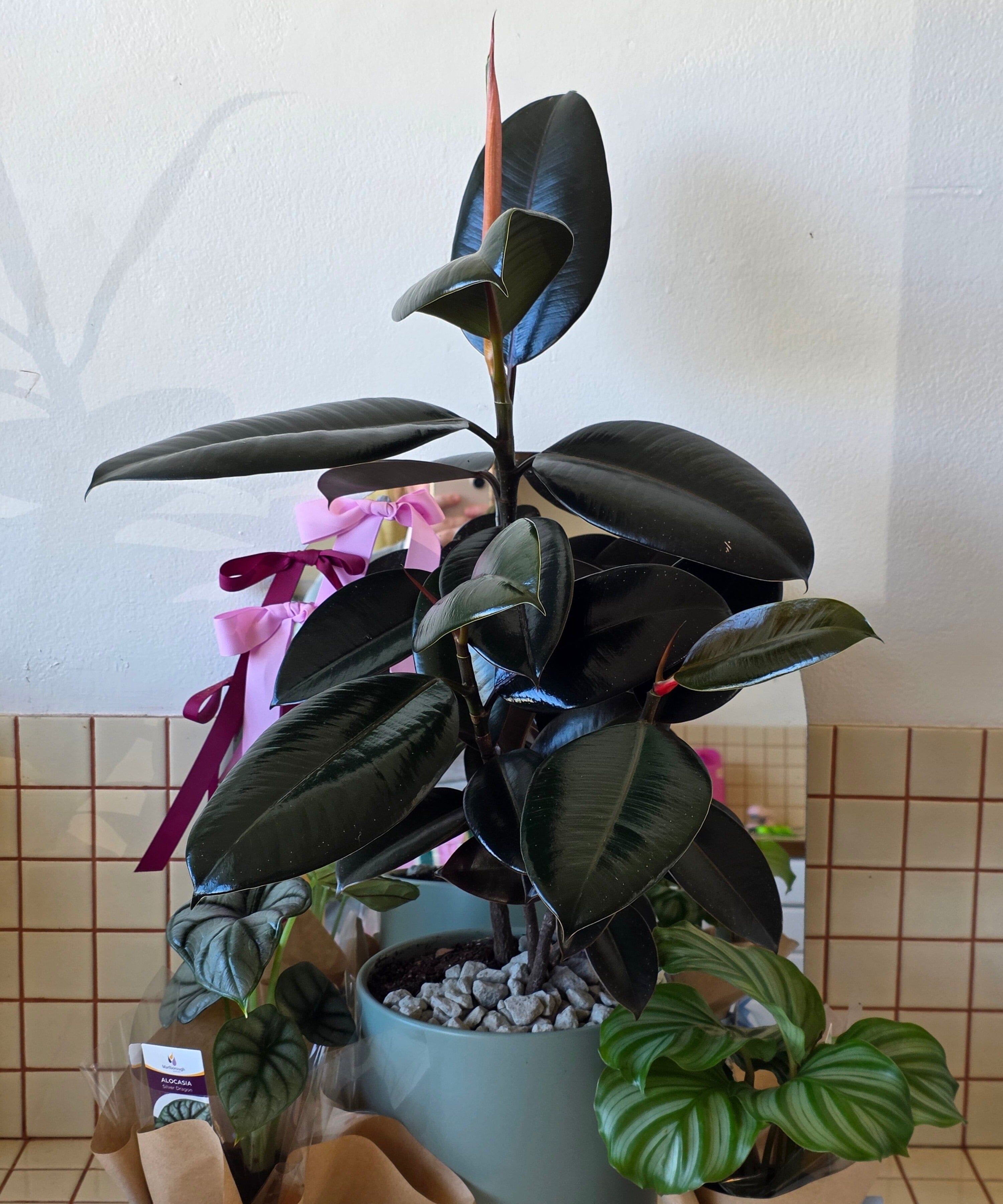 Burgundy Ficus in a Loreto Seafoam Pot - Poppy Rose - Poppy Rose Flowers Brisbane