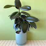 Burgundy Ficus in a Loreto Seafoam Pot - Poppy Rose - Poppy Rose Flowers Brisbane