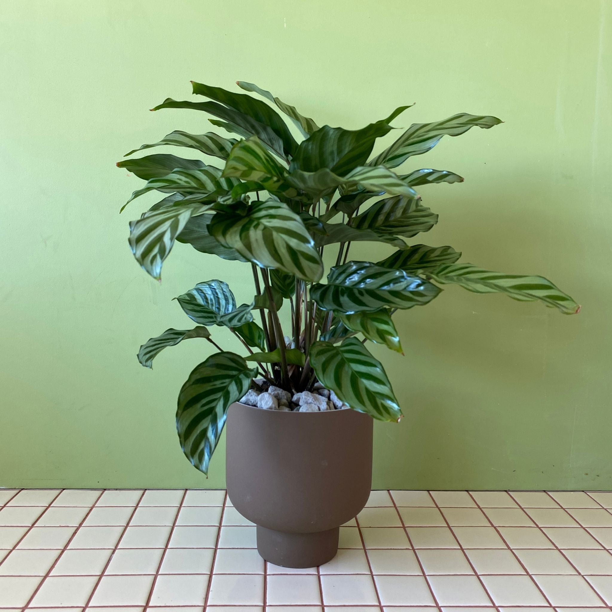 Calathea Freddy in Fergus Planter - Poppy Rose - Poppy Rose Flowers Brisbane