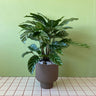 Calathea Freddy in Fergus Planter - Poppy Rose - Poppy Rose Flowers Brisbane
