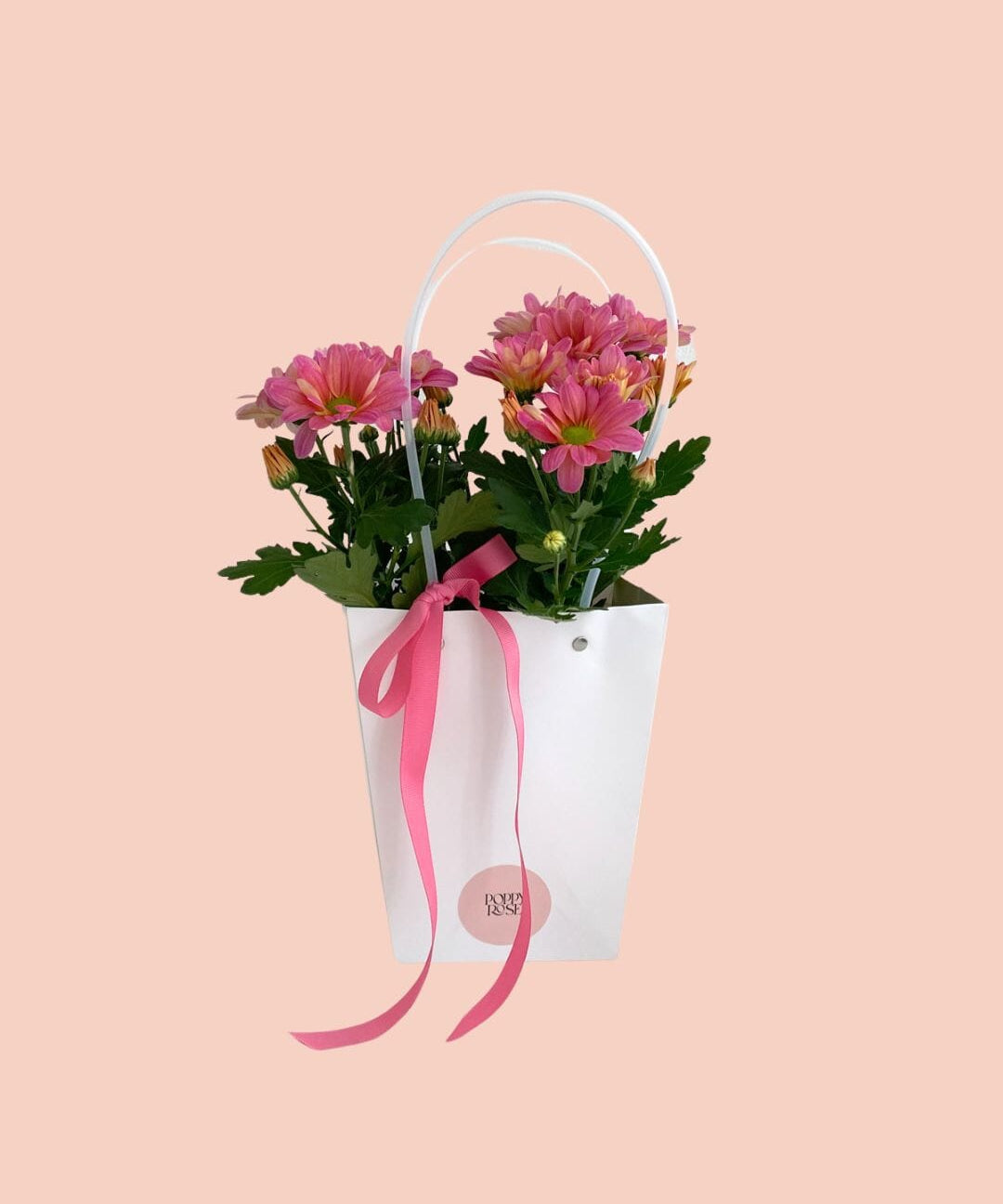 Chrysanthemum in Gift Bag - Mother's Day - Poppy Rose - Poppy Rose Flowers Brisbane