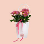Chrysanthemum in Gift Bag - Mother's Day - Poppy Rose - Poppy Rose Flowers Brisbane