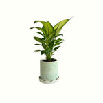 Dieffenbachia in Speckle Pot - Poppy Rose - Poppy Rose Flowers Brisbane