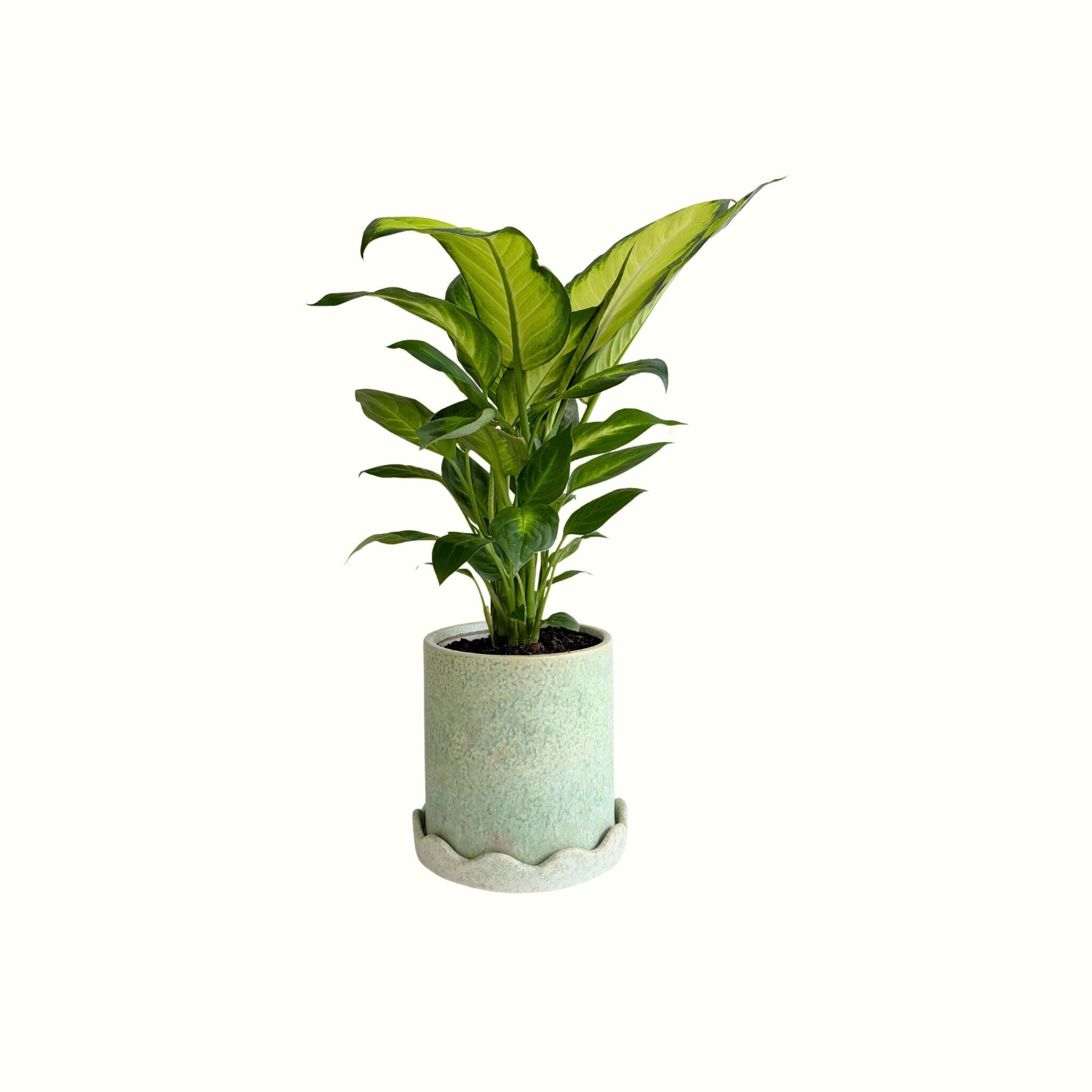 Dieffenbachia in Speckle Pot - Poppy Rose - Poppy Rose Flowers Brisbane