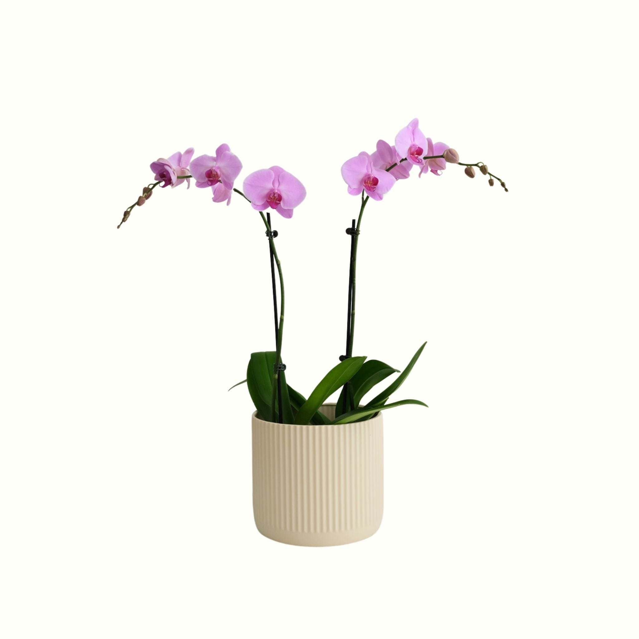 Double Phalaenopsis Orchids in Pot - Poppy Rose - Poppy Rose Flowers Brisbane