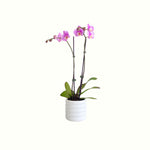 Double Stem Phalaenopsis Orchid in Pot - Poppy Rose - Poppy Rose Flowers Brisbane