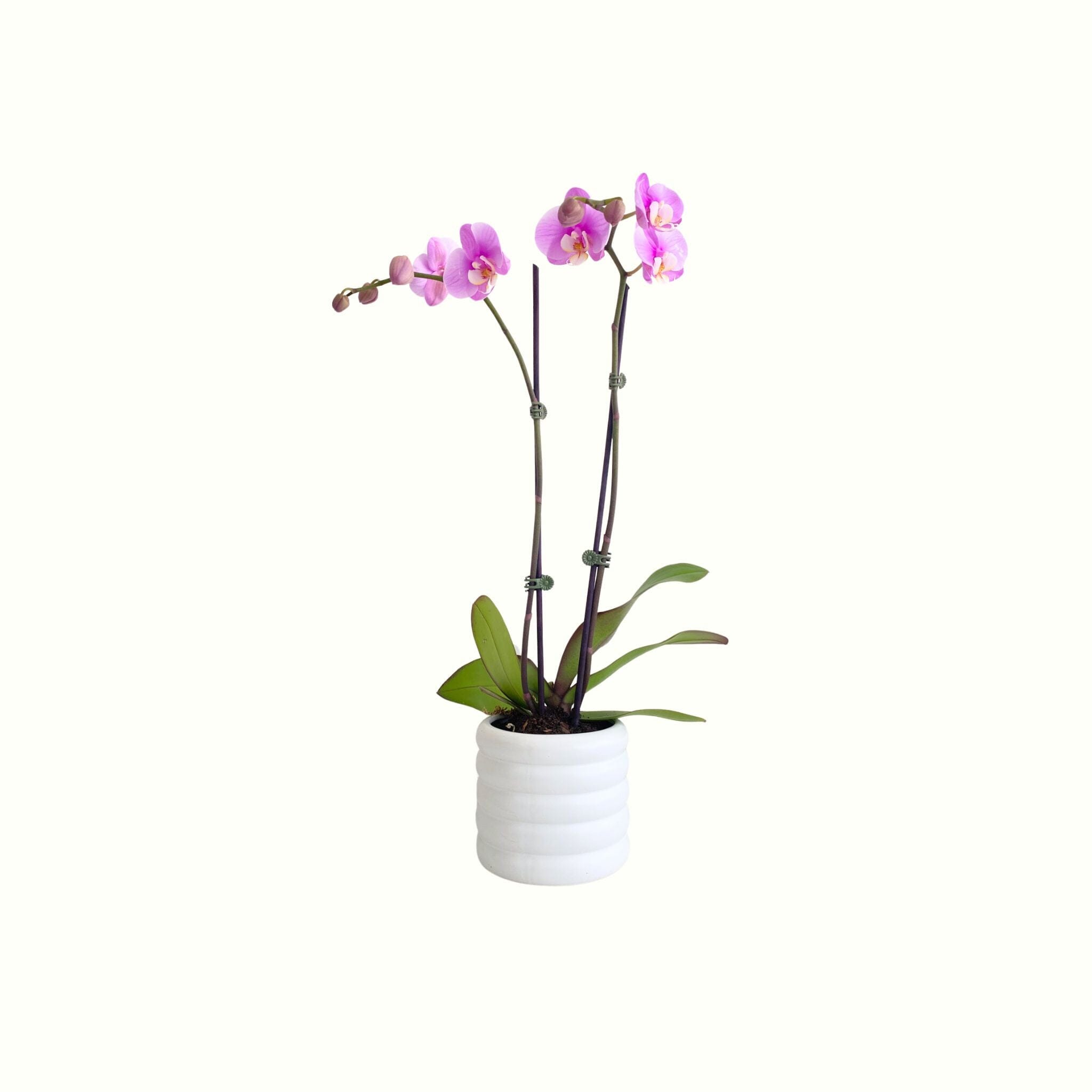 Double Stem Phalaenopsis Orchid in Pot - Poppy Rose - Poppy Rose Flowers Brisbane