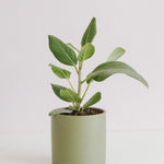 Ficus Audrey in Ollie Pot Potted plant Poppy Rose 