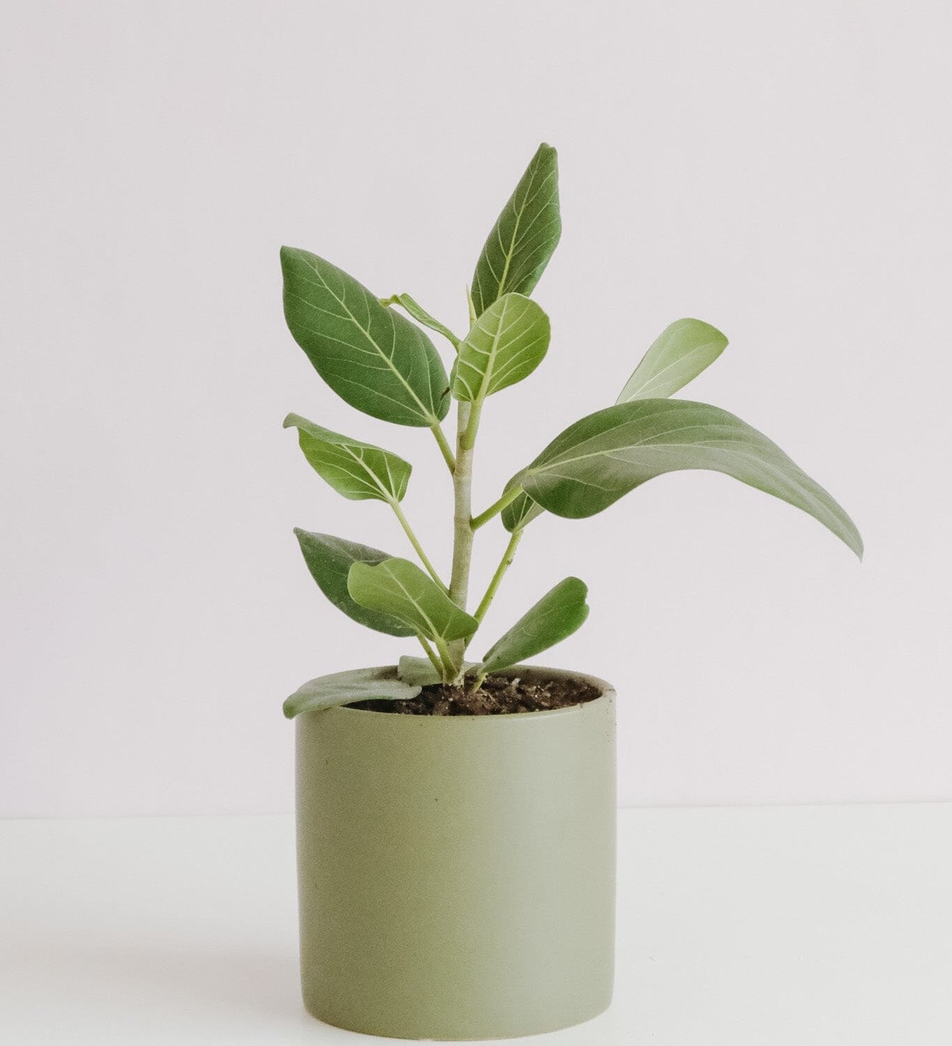 Ficus Audrey in Ollie Pot Potted plant Poppy Rose 