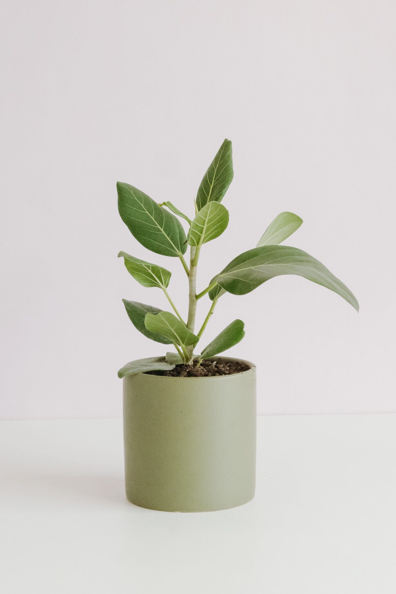 Ficus Audrey in Ollie Pot Potted plant Poppy Rose 