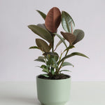 Ficus Ruby in Billi Pot Potted plant Poppy Rose 