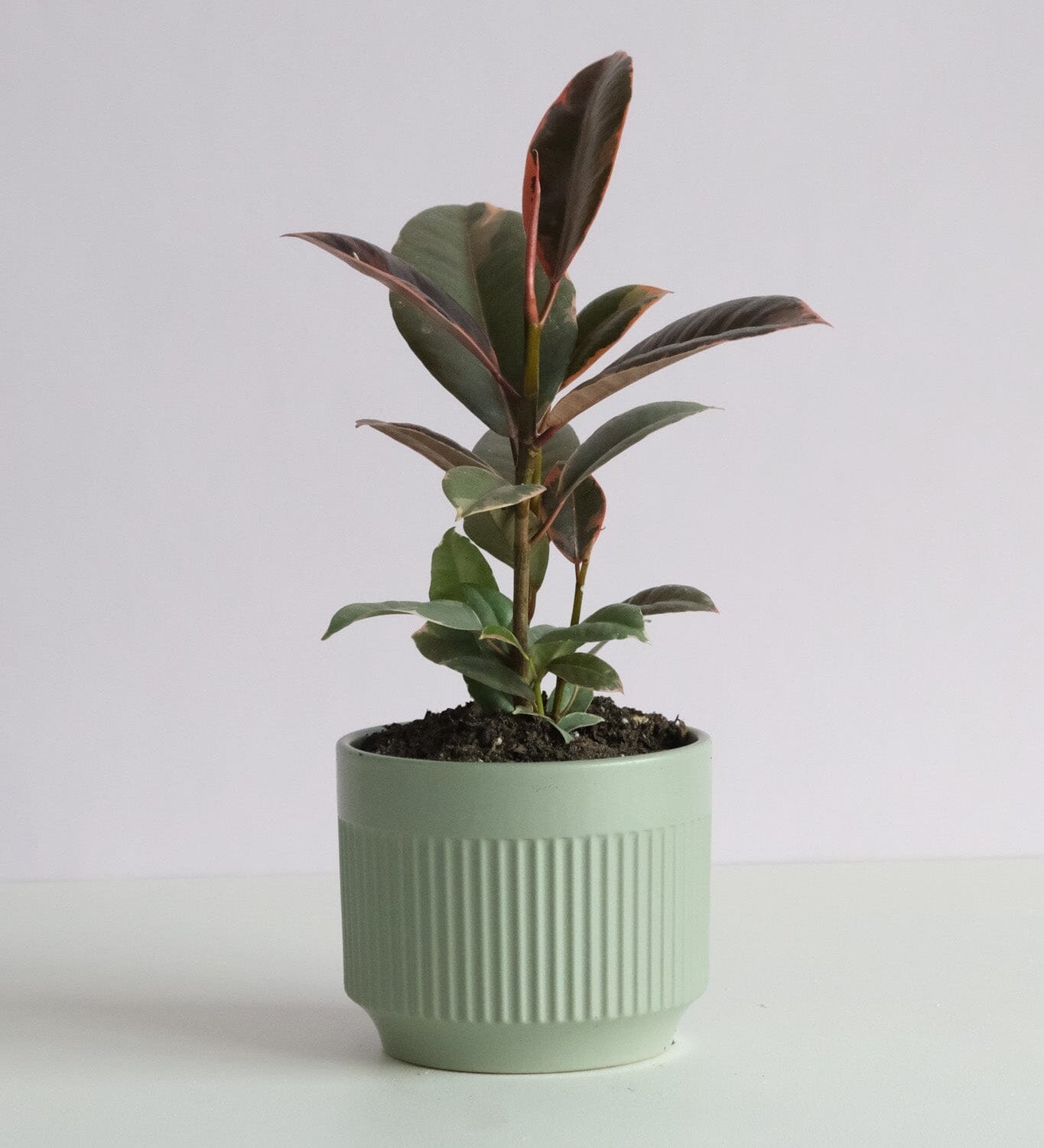 Ficus Ruby in Dilu Pot Potted plant Poppy Rose 