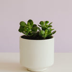 Jade Plant in Capra Pot Potted plant Poppy Rose 