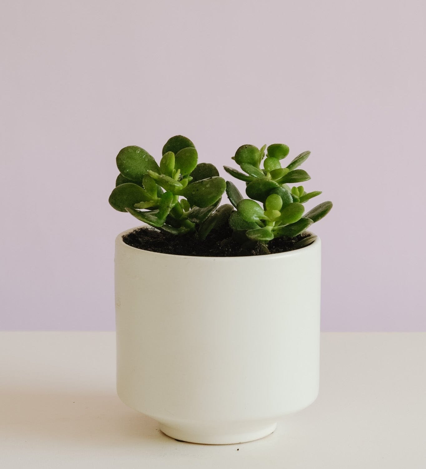 Jade Plant in Capra Pot Potted plant Poppy Rose 