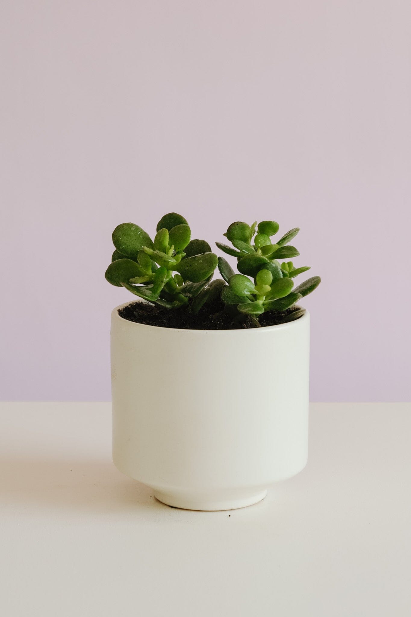 Jade Plant in Capra Pot Potted plant Poppy Rose 