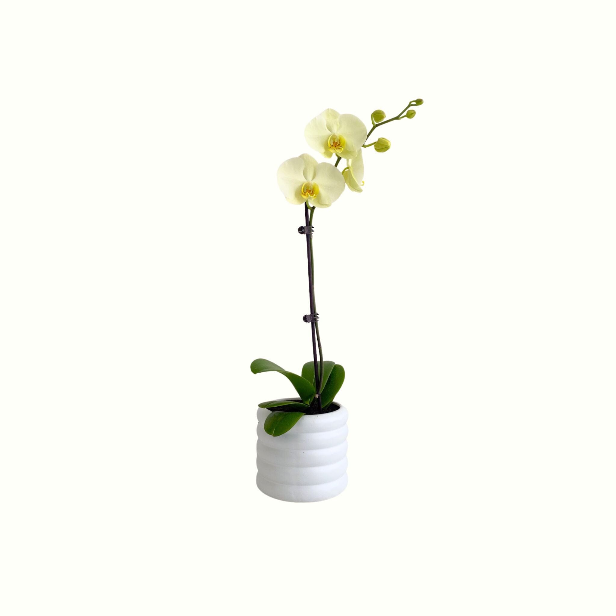 Lemon Phalaenopsis Orchid in Pot - Poppy Rose - Poppy Rose Flowers Brisbane