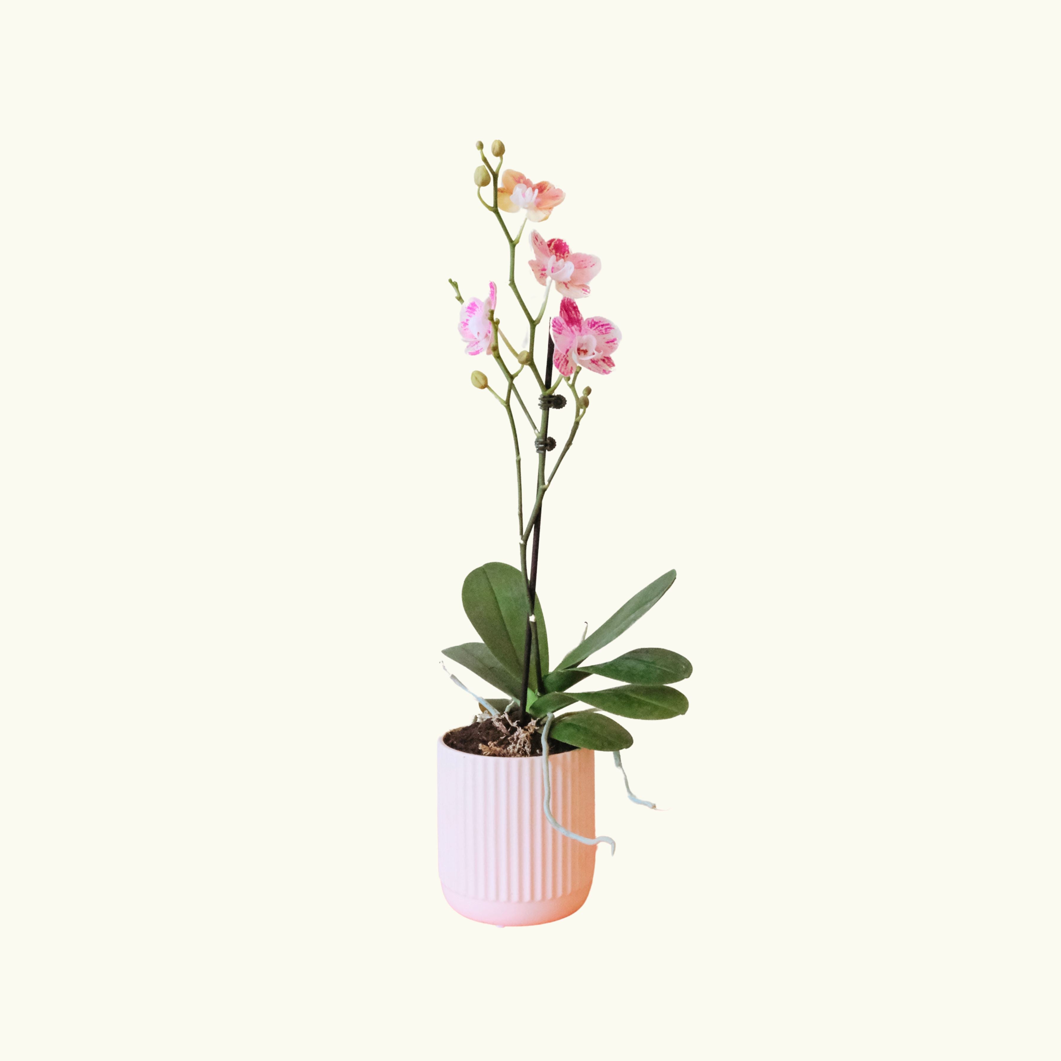 Light Pink Phalaenopsis in Cream Pot - Poppy Rose - Poppy Rose Flowers Brisbane