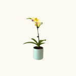 Mini Lemon Phalaenopsis in Pot - Poppy Rose - Poppy Rose Flowers Brisbane