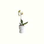 Mini Lemon Phalaenopsis in Pot - Poppy Rose - Poppy Rose Flowers Brisbane