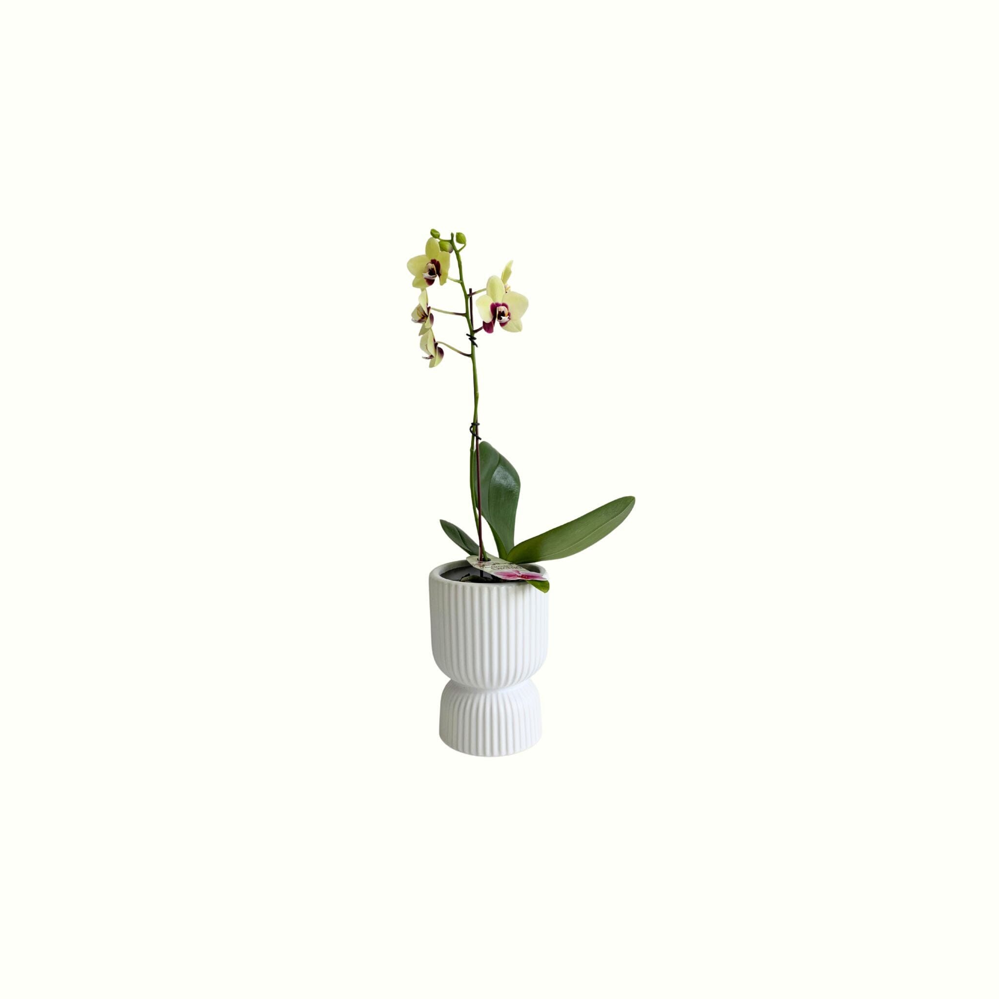 Mini Lemon Phalaenopsis in Pot - Poppy Rose - Poppy Rose Flowers Brisbane