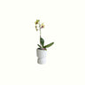 Mini Lemon Phalaenopsis in Pot - Poppy Rose - Poppy Rose Flowers Brisbane