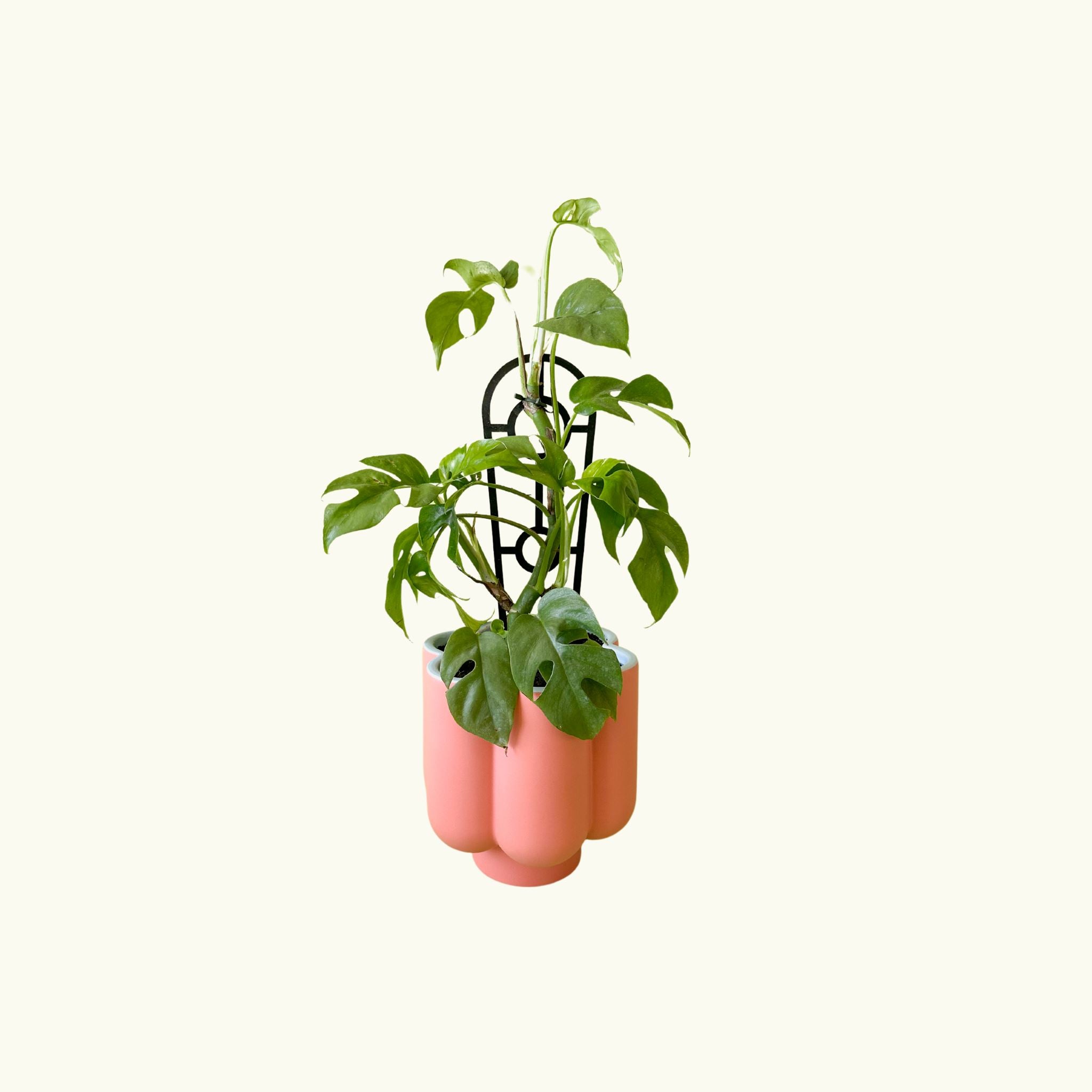 Mini Monstera in Groovy Flower Planter - Poppy Rose - Poppy Rose Flowers Brisbane