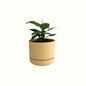 Mini Peace Lily in Mr Kitly Pot - Poppy Rose - Poppy Rose Flowers Brisbane